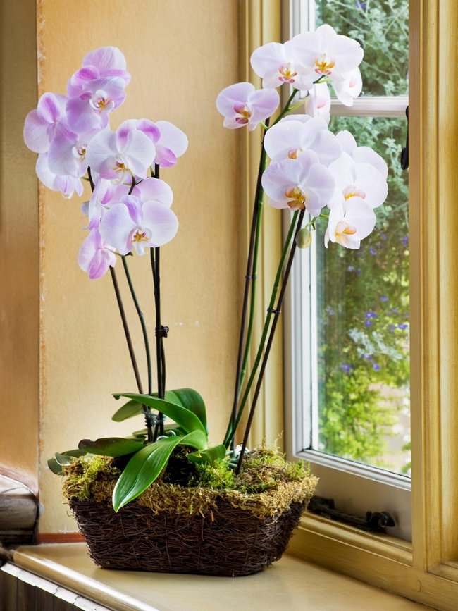 Орхидея уход в домашних условиях после покупки видео