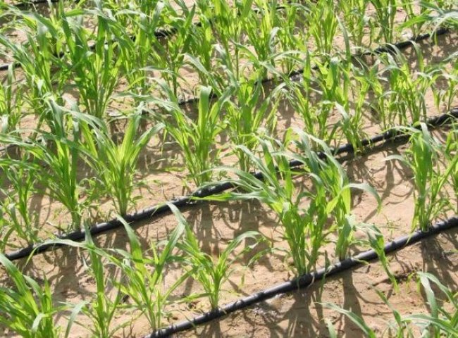 Посадка кукурузы на дачном участке