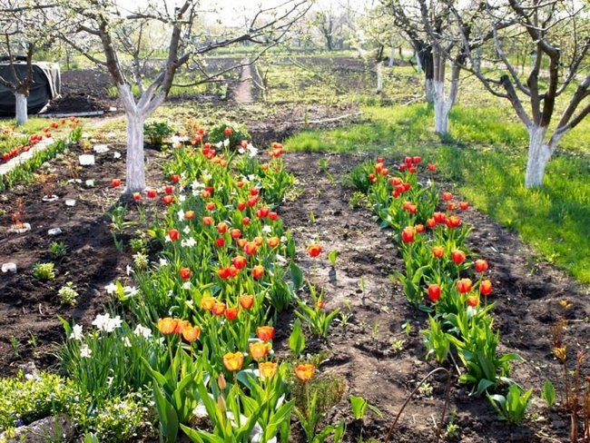 Тюльпаны уход весной подкормка