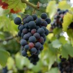Высадка саженцев винограда в грунт весной