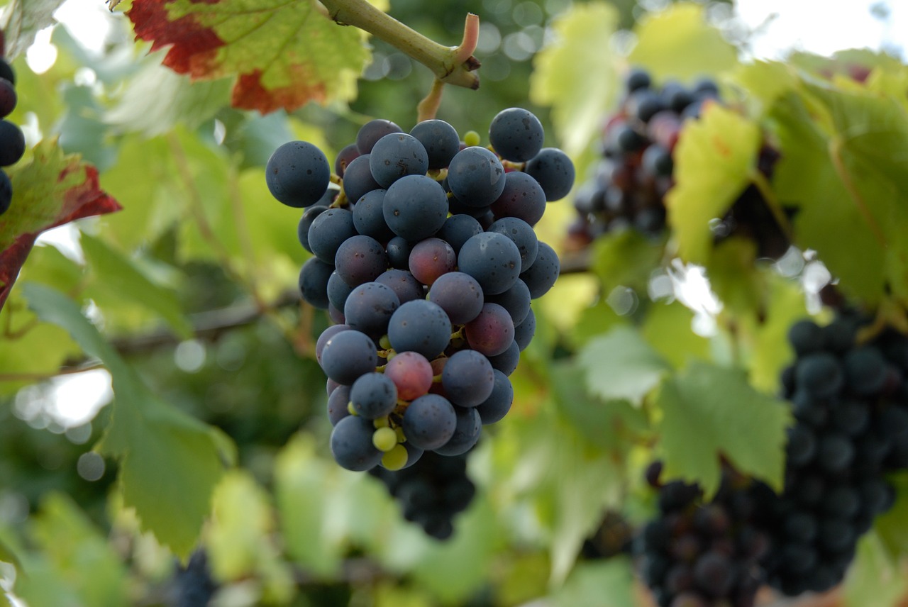Высадка саженцев винограда в грунт весной
