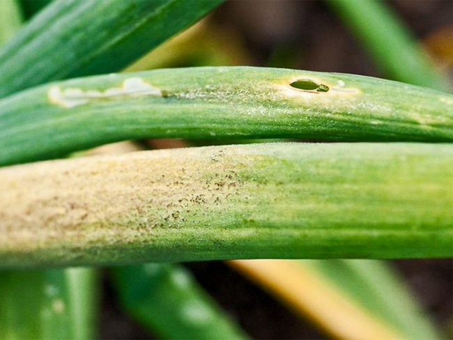 Болезни лука зеленого и их лечение 