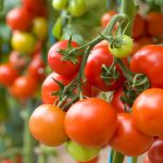 Болезни помидоров фото и их лечение от чего закручиваются листья
