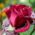 Болезни розы фото и чем лечить