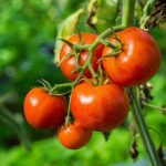 Болезни томатов описание с фотографиями и способы лечения