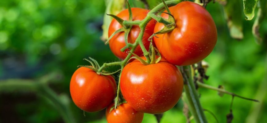 Болезни томатов описание с фотографиями и способы лечения