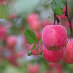Чем подкормить яблоню после цветения когда завязываются плоды
