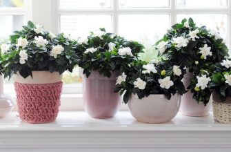 Чем поливать комнатные цветы для быстрого роста и обильного цветения