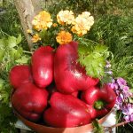 Чем поливать перец для хорошего урожая