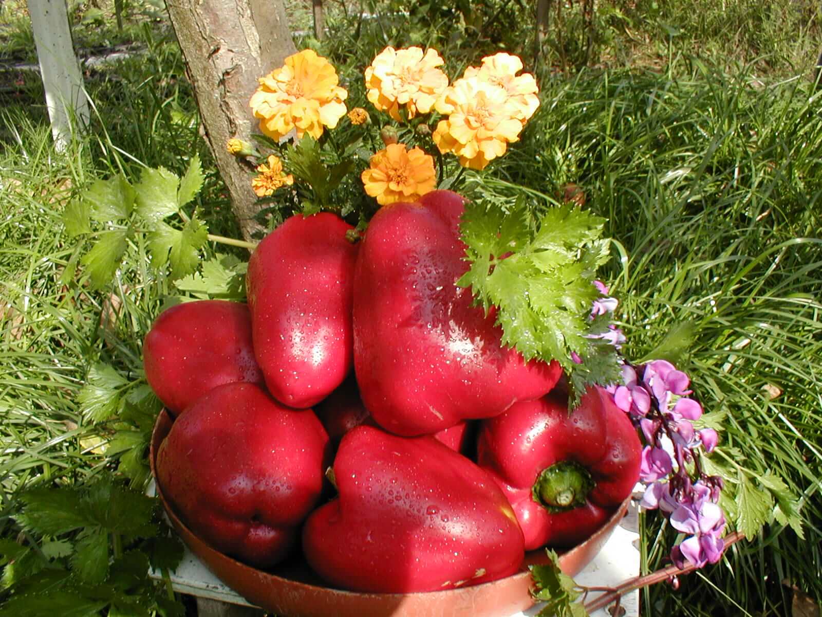 Чем поливать перец для хорошего урожая