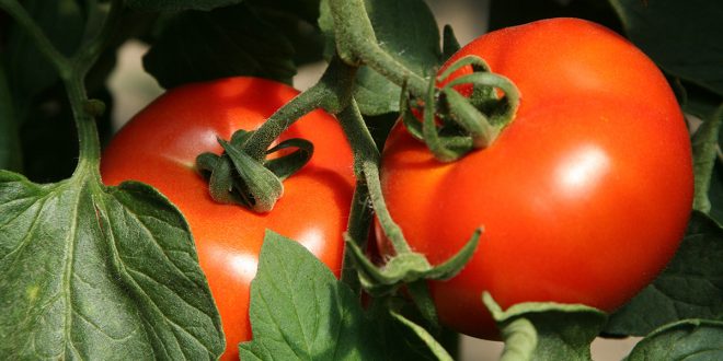 Йод для помидор подкормка рассады томатов