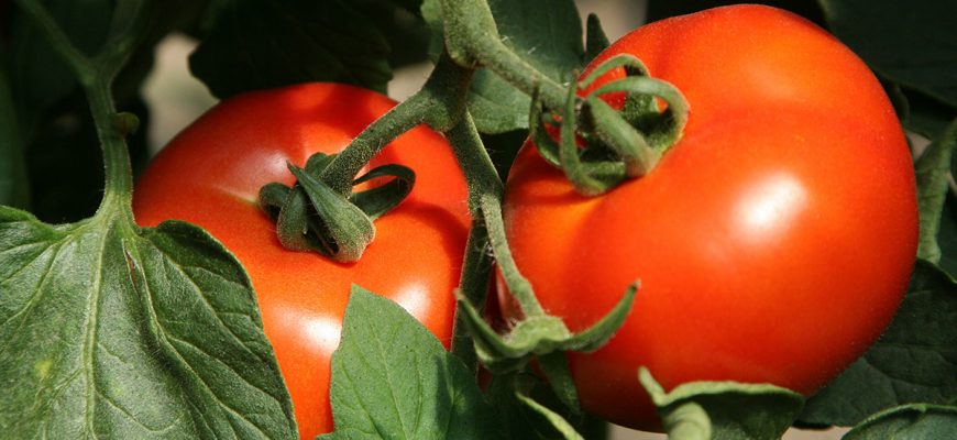 Йод для растений как удобрение для помидор