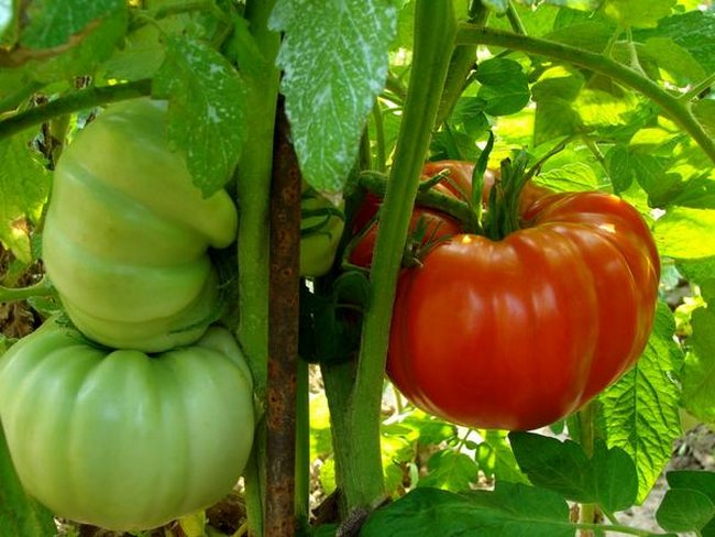 Йод для растений как удобрение для помидор