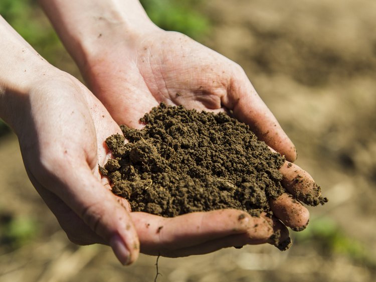 Как определить почву кислая или щелочная