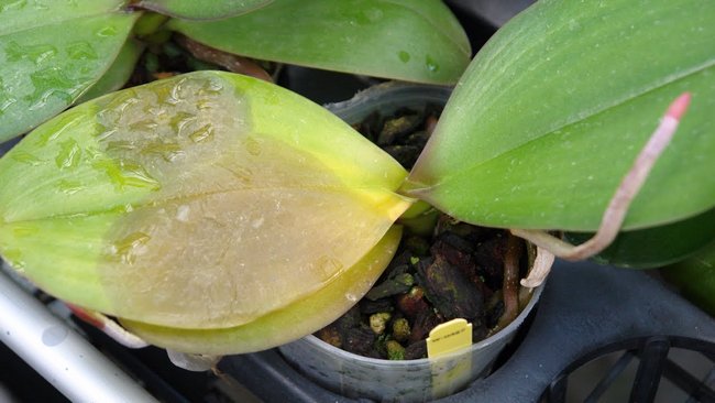 Как размножить орхидею в домашних условиях черенками