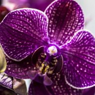 Как размножить орхидею в домашних условиях черенками