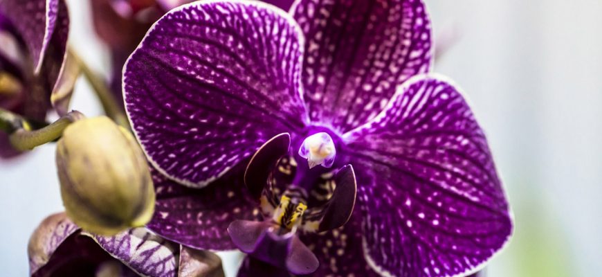 Орхидея: размножение в домашних условиях черенками