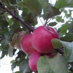 Болезни яблони: описание с фотографиями и способы лечения