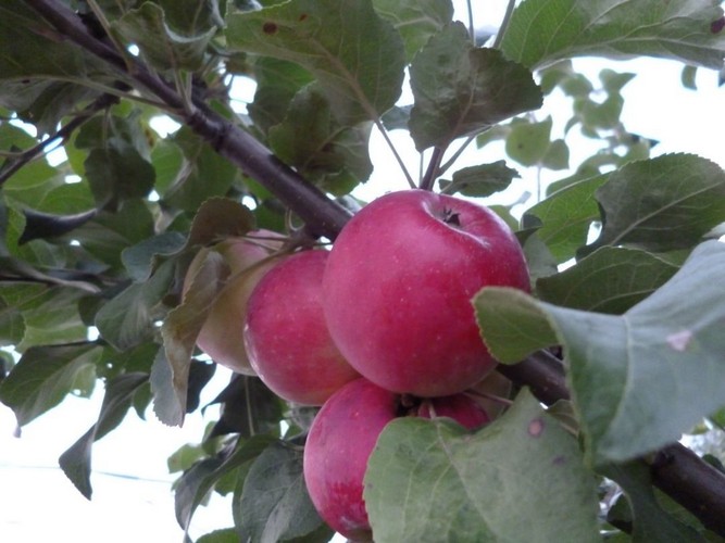 Болезни яблони: описание с фотографиями и способы лечения