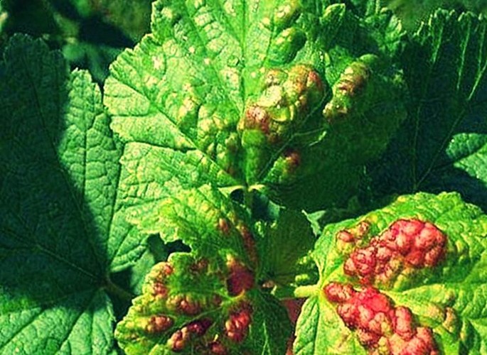 Болезни красной смородины: красные пятна на листьях
