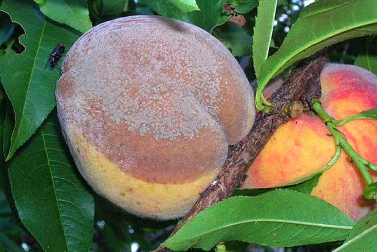 Болезни персика: описание с фотографиями