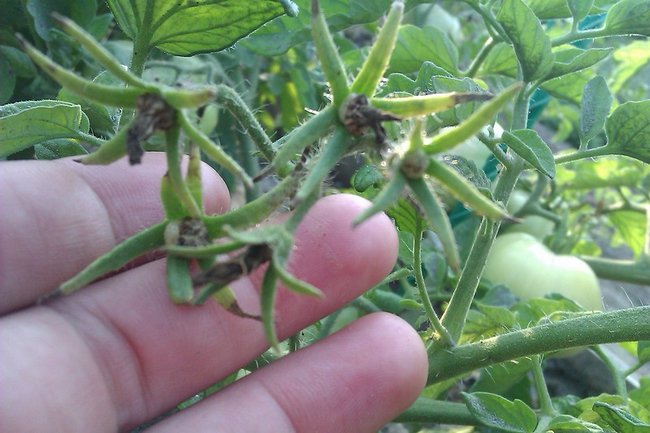 Почему на помидорах пустоцветы что делать
