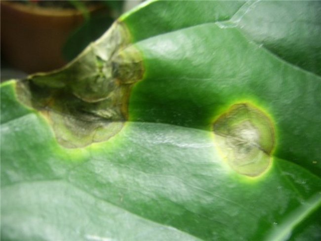 Антуриум болезни листьев фото как лечить
