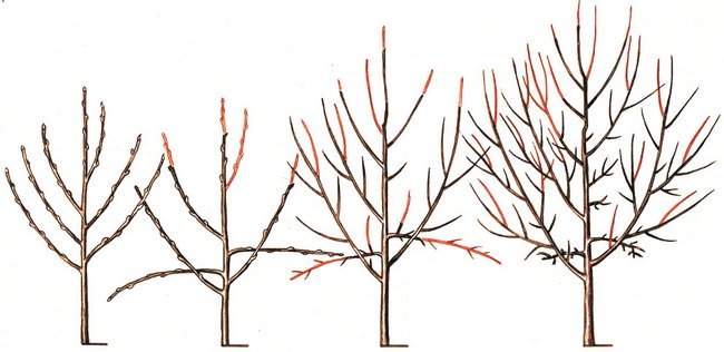 Обрезка деревьев осенью для начинающих в картинках пошагово