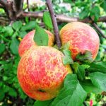 Обрезка яблони осенью для начинающих в картинках пошагово