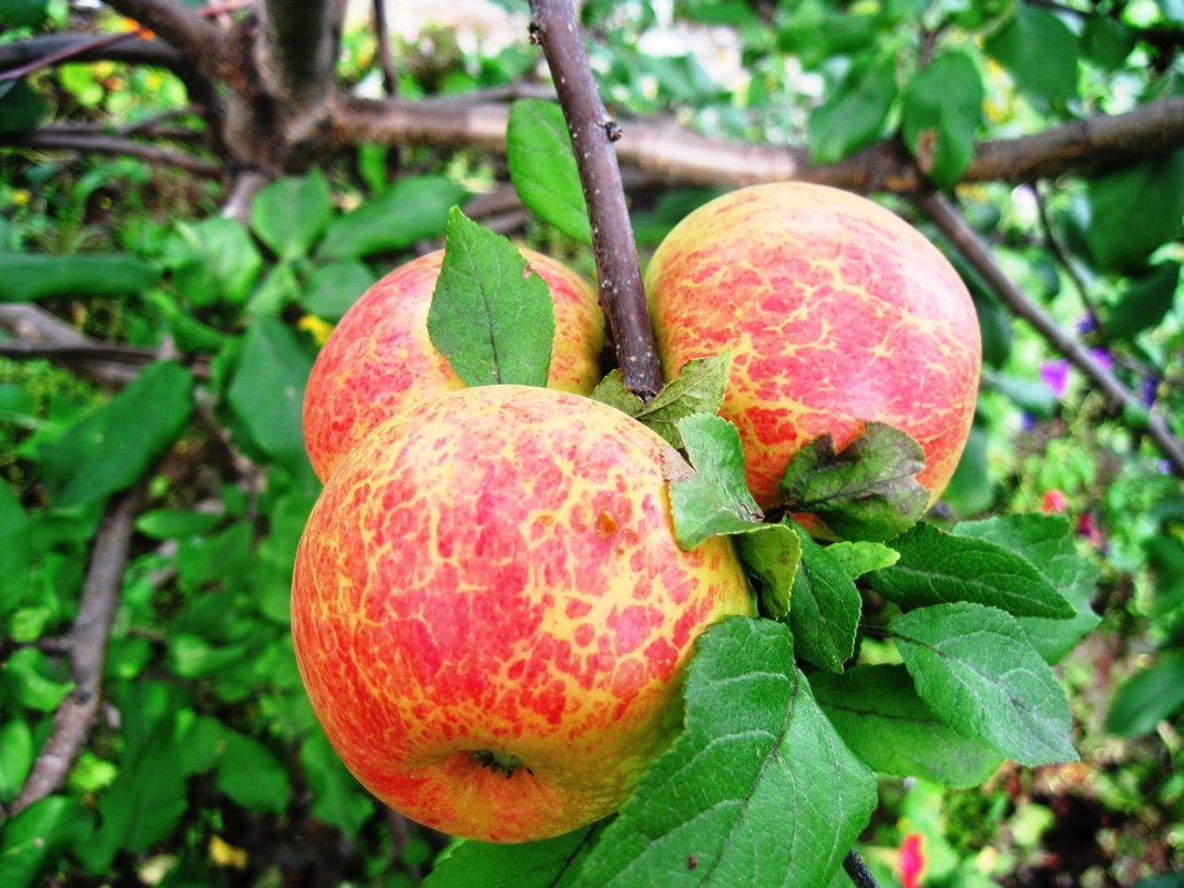 Обрезка яблони осенью для начинающих в картинках пошагово