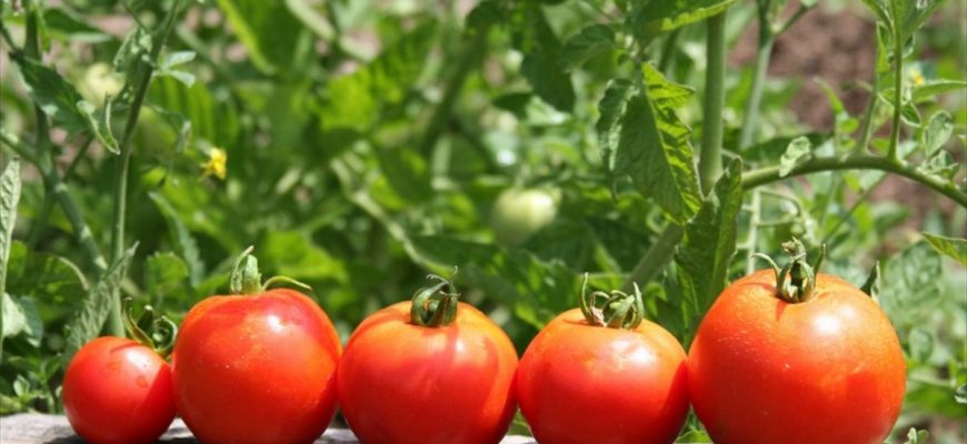 Что посадить после томатов на следующий год