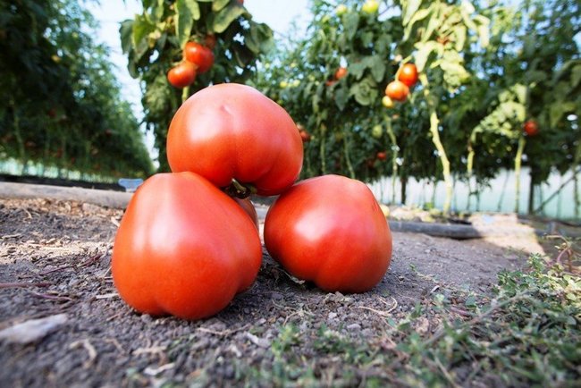 Как заготовить семена помидоров в домашних условиях