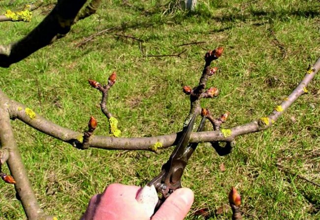 Можно ли и зачем обрезать персиковое дерево?