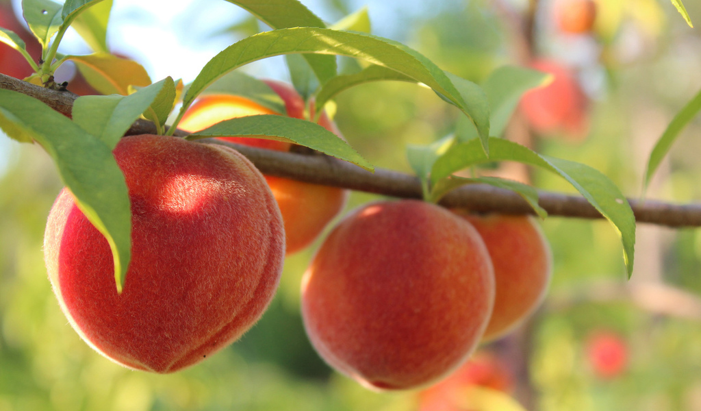 Обрезка персика осенью, её цель и технологии + фото и видео