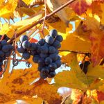Осенняя подкормка винограда