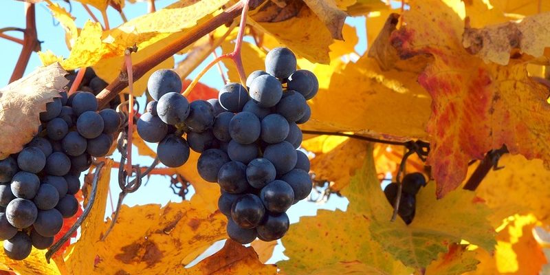 Осенняя подкормка винограда