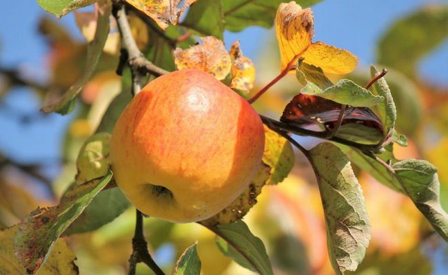 Удобрения для плодовых деревьев и кустарников осенью