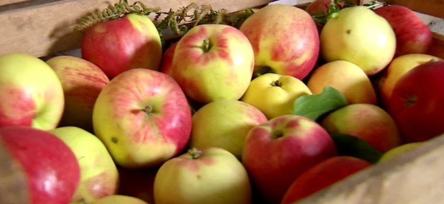 Как хранить яблоки зимой в домашних условиях
