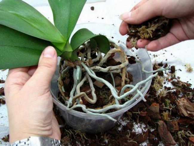 Как ухаживать за орхидеями в домашних условиях в горшке для начинающих