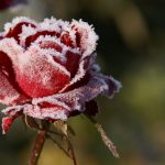 Когда укрывать розы на зиму в Подмосковье