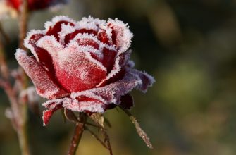 Когда укрывать розы на зиму в Подмосковье