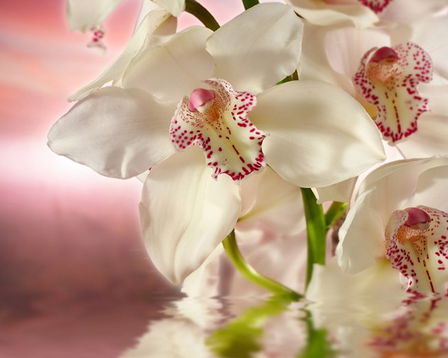 Как подкормить орхидею янтарной кислотой в таблетках