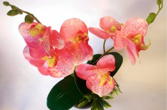 Как подкормить орхидею янтарной кислотой в таблетках