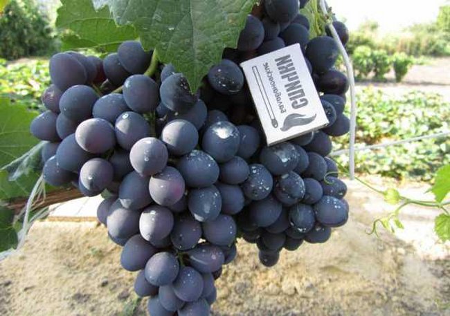 Морозоустойчивые сорта винограда для Центральной России без укрытия