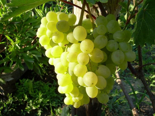 Морозоустойчивые сорта винограда для Центральной России без укрытия 