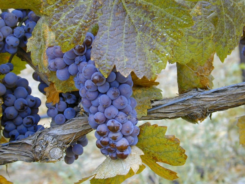 Морозоустойчивые сорта винограда для Центральной России без укрытия 