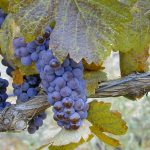 Морозоустойчивые сорта винограда для Центральной России без укрытия