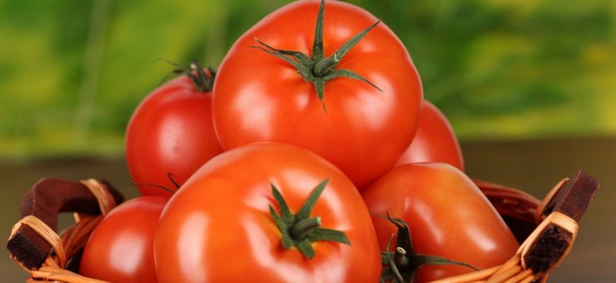 Сорта помидоров устойчивых к фитофторозу для открытого грунта