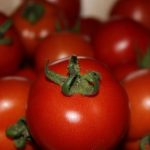 Сорта помидоров устойчивых к фитофторозу для открытого грунта