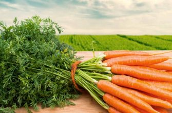 Хранение моркови в домашних условиях на зиму